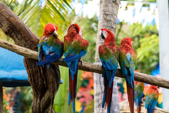 Safari World: Safari Park