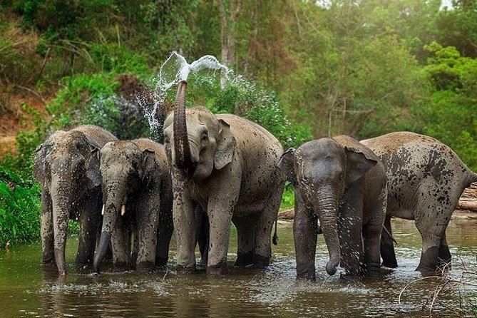 Elephant Jungle Sanctuary Samui - Half Day Visit