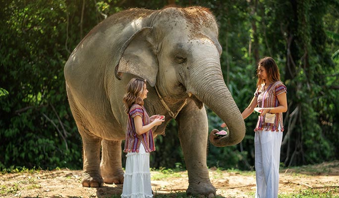 Elephant Jungle Sanctuary Samui Feed Me Program