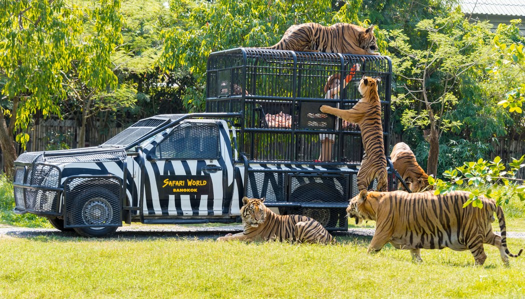 Safari World: Safari Park + Marine Park + Buffet Lunch