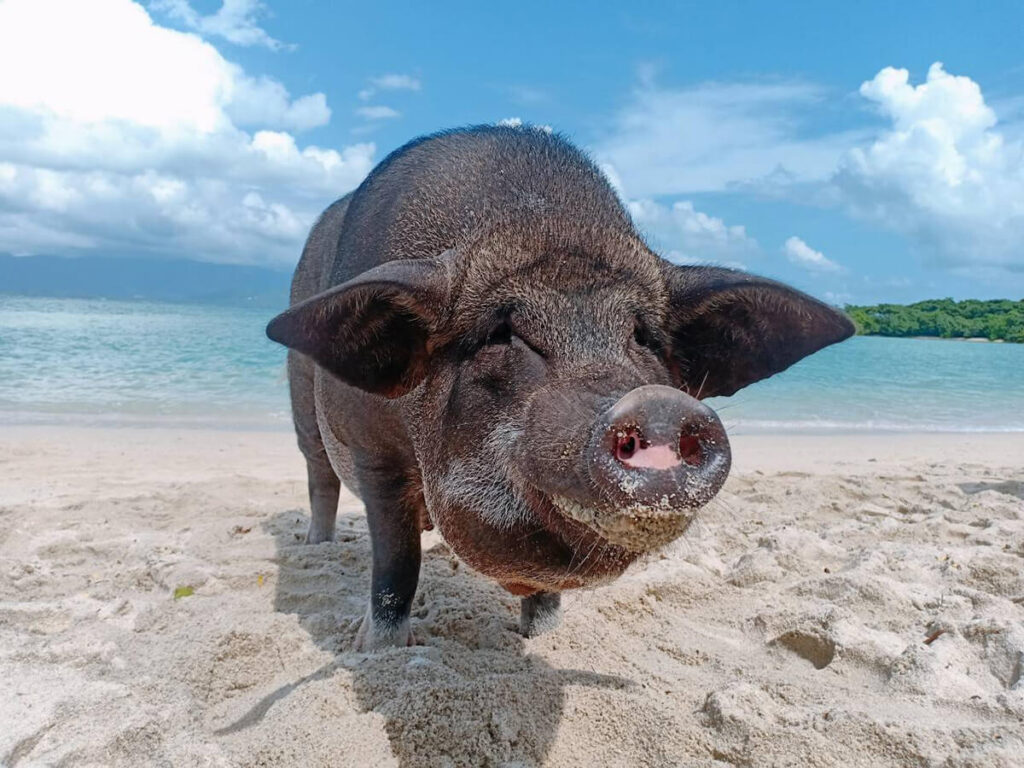 Koh Raab - Koh Tan - Koh Mudsum Private Speed Boat 5 hrs.